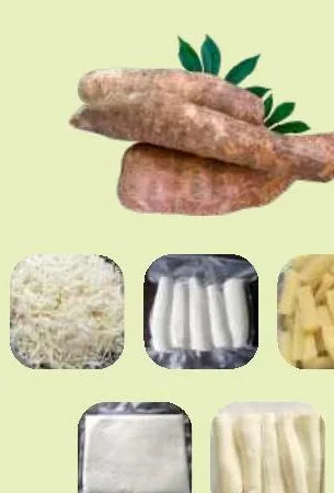 Khoai Mì — Cassava